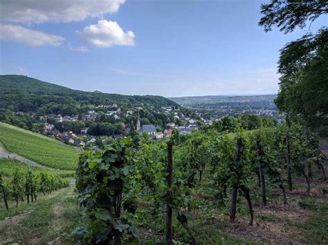 Weinberg Hülle - Blick nach Bonn und Oberdollendorf